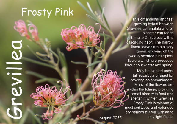 Grevillea Frosty Pink