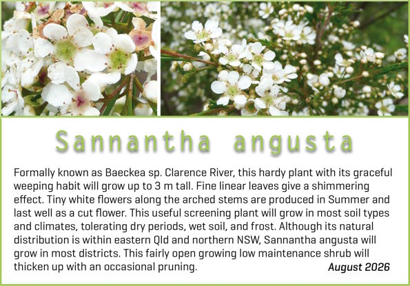 Sannantha angusta