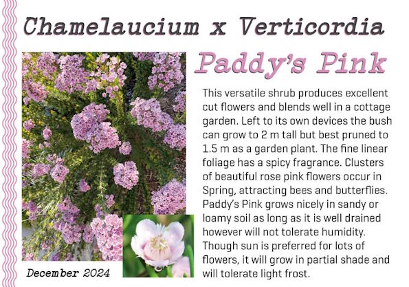 Chamelaucium verticordia Paddy's Pink