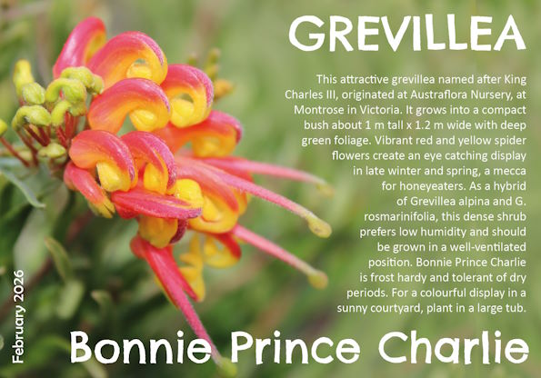 Grevillea Bonnie Prince Charlie