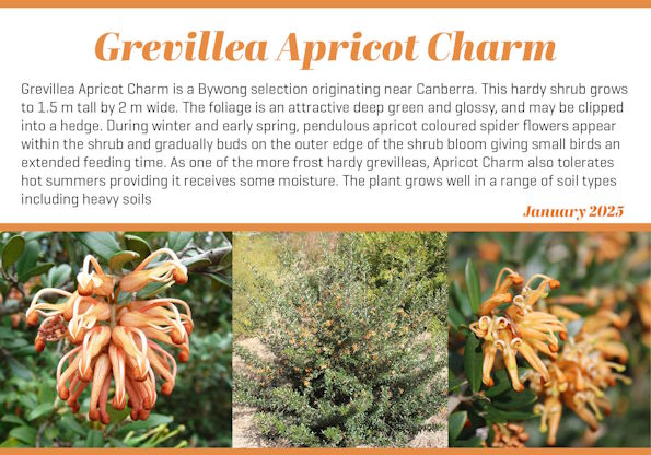 Grevillea Apricot Charm