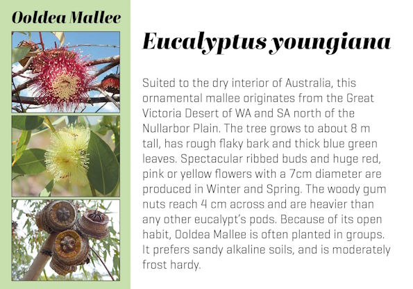 Eucalyptus youngiana