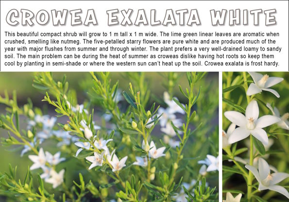 Crowea exalata white