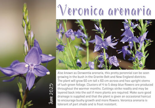 Veronica arenaria