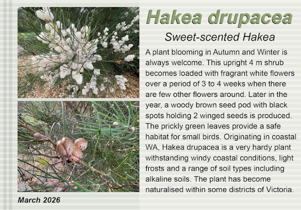 Hakea drupacea