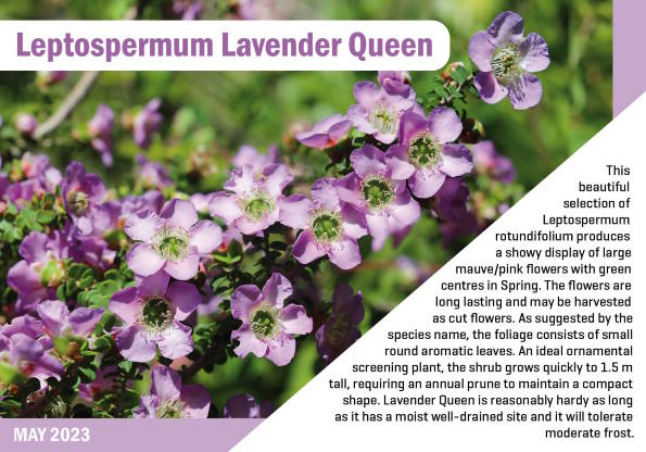 Leptospermum Lavender Queen 