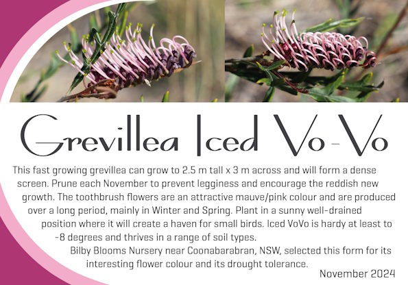 Grevillea Iced Vo-Vo