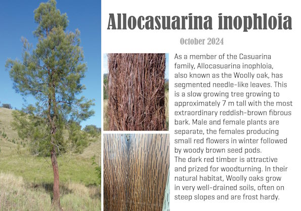 Allocasuarina inophloia