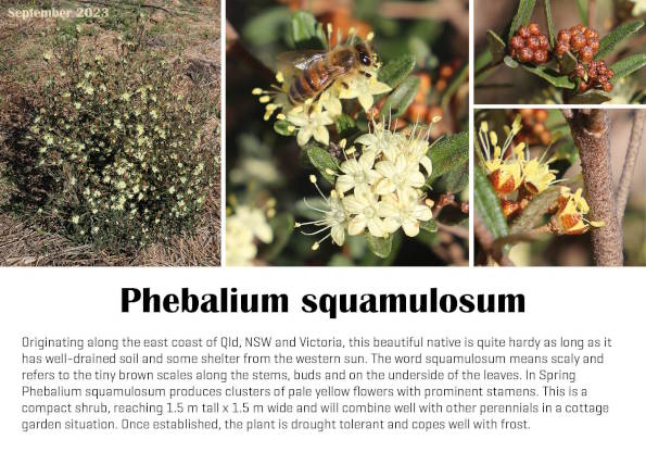 Phebalium squamulosum 
