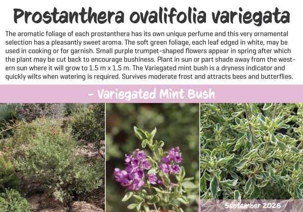 Prostanthera ovalifolia variegata