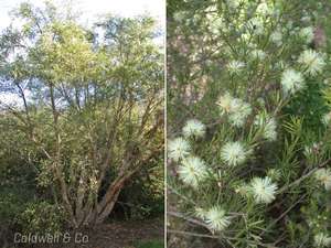 Melaleuca%20nodosa.jpg