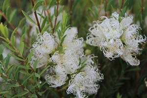 Melaleaca - White Lace, Melaleuca thymifolia